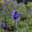 Šanta žilnatá - Nepeta nervosa