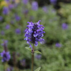 Šanta žilnatá - Nepeta nervosa