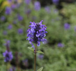 Šanta žilnatá - Nepeta nervosa