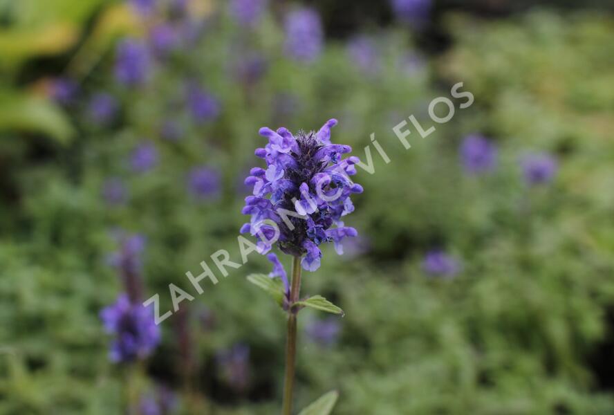 Šanta žilnatá - Nepeta nervosa