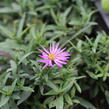 Hvězdnice keříčkovitá 'Jizera' - Aster dumosus 'Jizera'