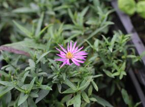 Hvězdnice keříčkovitá 'Jizera' - Aster dumosus 'Jizera'