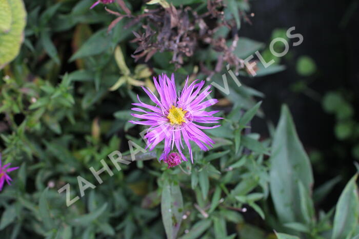 Hvězdnice keříčkovitá 'Jizera' - Aster dumosus 'Jizera'