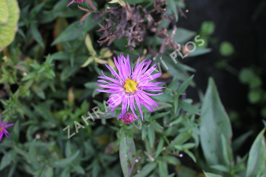Hvězdnice keříčkovitá 'Jizera' - Aster dumosus 'Jizera'