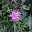 Hvězdnice keříčkovitá 'Jizera' - Aster dumosus 'Jizera'