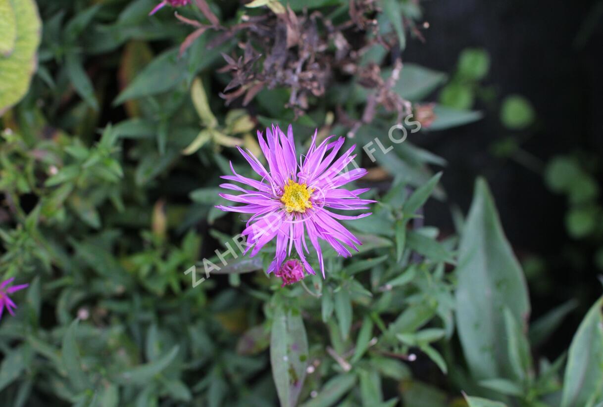 Hvězdnice keříčkovitá 'Jizera' - Aster dumosus 'Jizera'