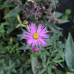 Hvězdnice keříčkovitá 'Jizera' - Aster dumosus 'Jizera'