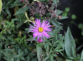 Hvězdnice keříčkovitá 'Jizera' - Aster dumosus 'Jizera'