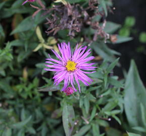Hvězdnice keříčkovitá 'Jizera' - Aster dumosus 'Jizera'