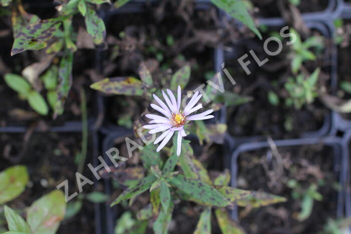 Hvězdnice keříčkovitá 'Paleček' - Aster dumosus 'Paleček'
