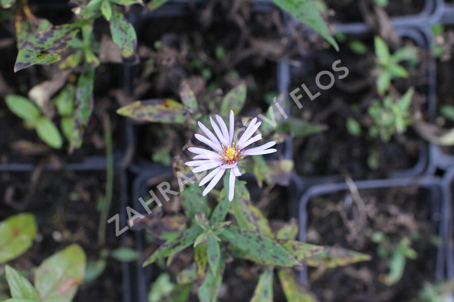 Hvězdnice keříčkovitá 'Paleček' - Aster dumosus 'Paleček'