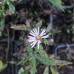 Hvězdnice keříčkovitá 'Paleček' - Aster dumosus 'Paleček'