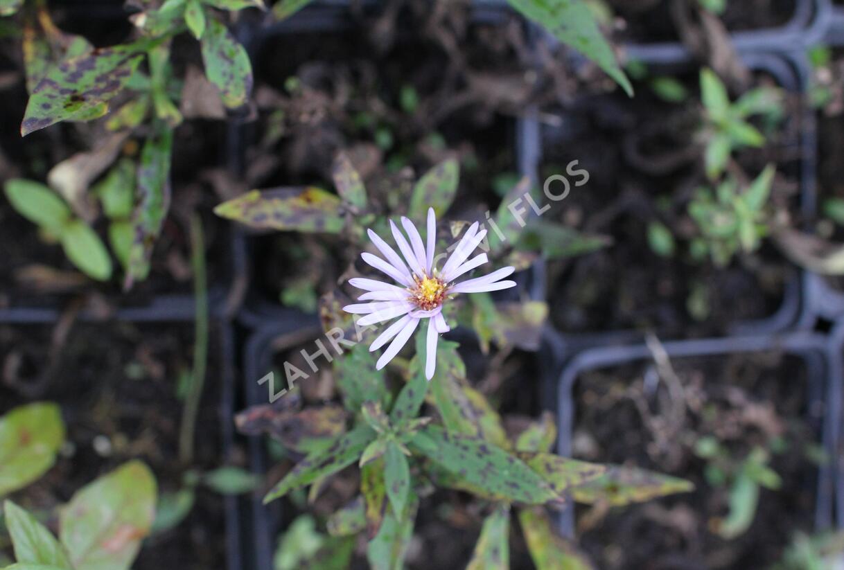Hvězdnice keříčkovitá 'Paleček' - Aster dumosus 'Paleček'