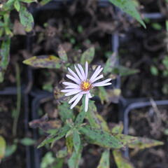 Hvězdnice keříčkovitá 'Paleček' - Aster dumosus 'Paleček'