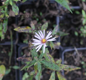Hvězdnice keříčkovitá 'Paleček' - Aster dumosus 'Paleček'