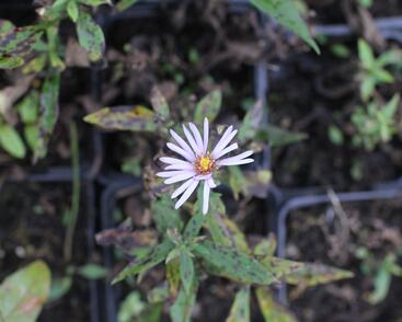 Hvězdnice keříčkovitá 'Paleček'