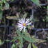 Aster dumosus 'Paleček'.JPG