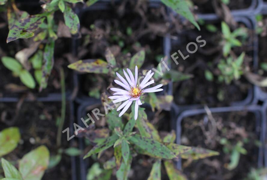 Hvězdnice keříčkovitá 'Paleček' - Aster dumosus 'Paleček'