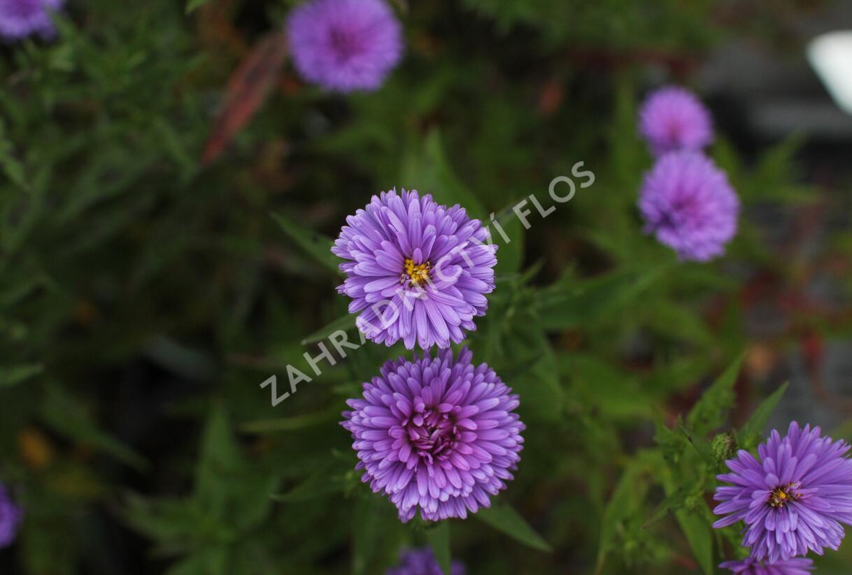 Hvězdnice novobelgická 'Elta' - Aster novi-belgii 'Elta'