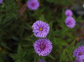 Hvězdnice novobelgická 'Elta' - Aster novi-belgii 'Elta'
