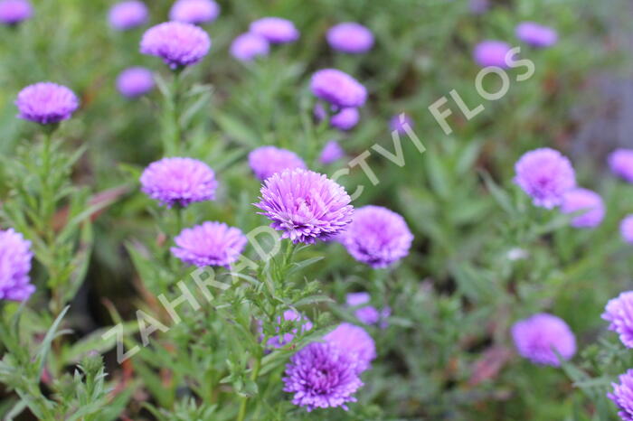 Hvězdnice novobelgická 'Elta' - Aster novi-belgii 'Elta'