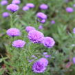Hvězdnice novobelgická 'Elta' - Aster novi-belgii 'Elta'