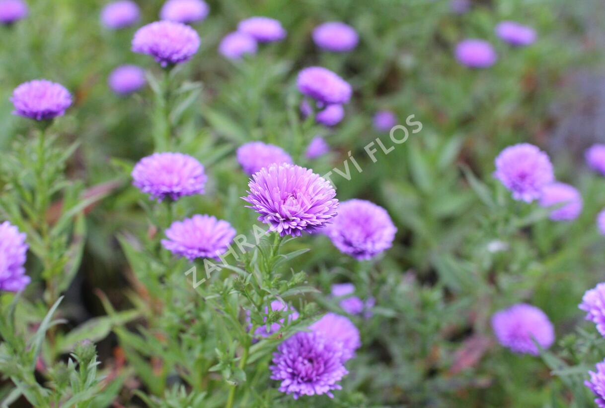 Hvězdnice novobelgická 'Elta' - Aster novi-belgii 'Elta'