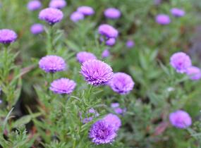 Hvězdnice novobelgická 'Elta' - Aster novi-belgii 'Elta'