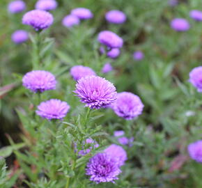 Hvězdnice novobelgická 'Elta' - Aster novi-belgii 'Elta'