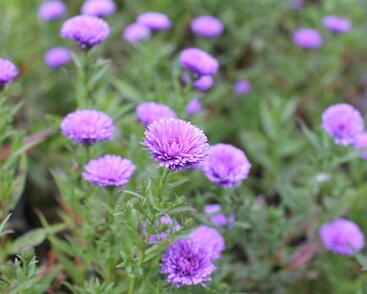 Hvězdnice novobelgická 'Elta'