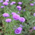 Aster novi-belgii 'Elta'.JPG