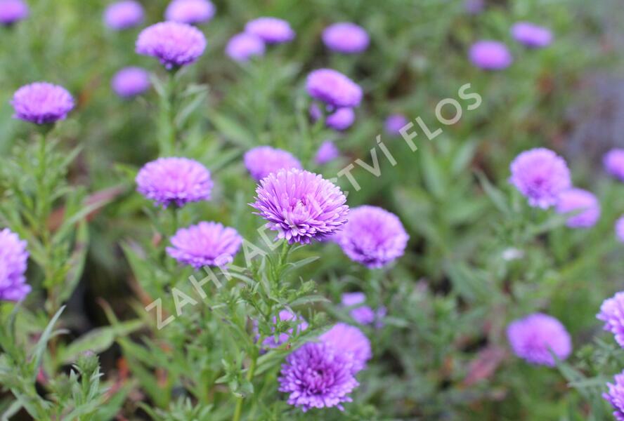 Hvězdnice novobelgická 'Elta' - Aster novi-belgii 'Elta'