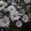 Hvězdnice novobelgická 'Milka' - Aster novi-belgii 'Milka'