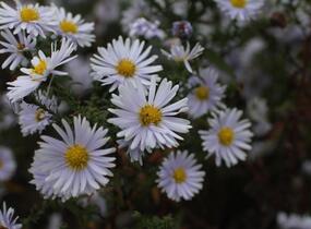 Hvězdnice novobelgická 'Milka' - Aster novi-belgii 'Milka'