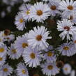 Hvězdnice novobelgická 'Milka' - Aster novi-belgii 'Milka'
