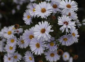 Hvězdnice novobelgická 'Milka' - Aster novi-belgii 'Milka'
