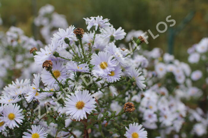 Hvězdnice novobelgická 'Milka' - Aster novi-belgii 'Milka'