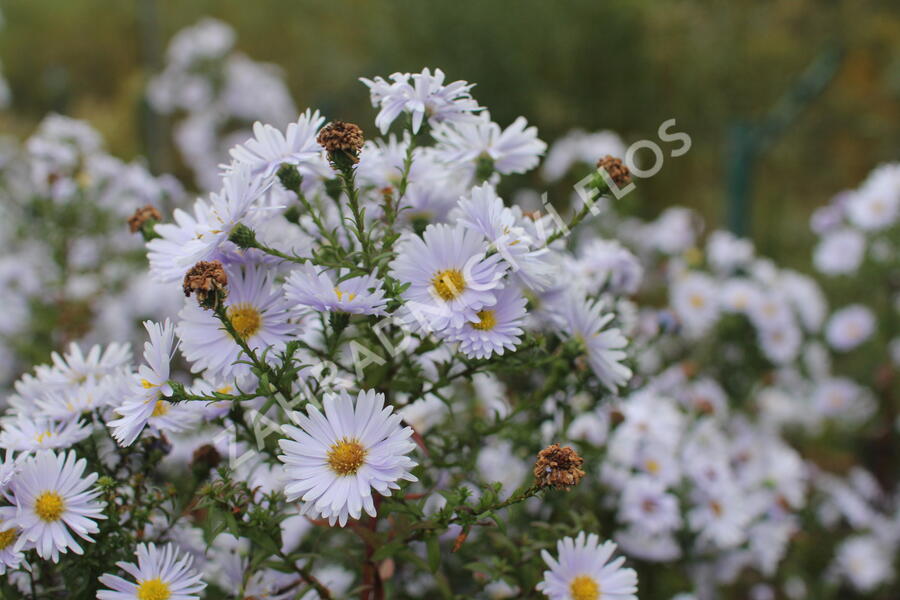 Hvězdnice novobelgická 'Milka' - Aster novi-belgii 'Milka'