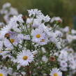 Hvězdnice novobelgická 'Milka' - Aster novi-belgii 'Milka'