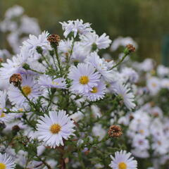 Hvězdnice novobelgická 'Milka' - Aster novi-belgii 'Milka'