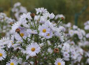Hvězdnice novobelgická 'Milka' - Aster novi-belgii 'Milka'