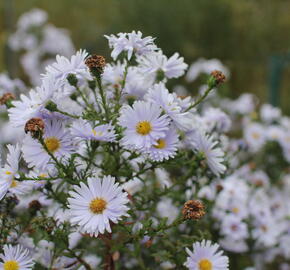 Hvězdnice novobelgická 'Milka' - Aster novi-belgii 'Milka'