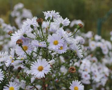 Hvězdnice novobelgická 'Milka'