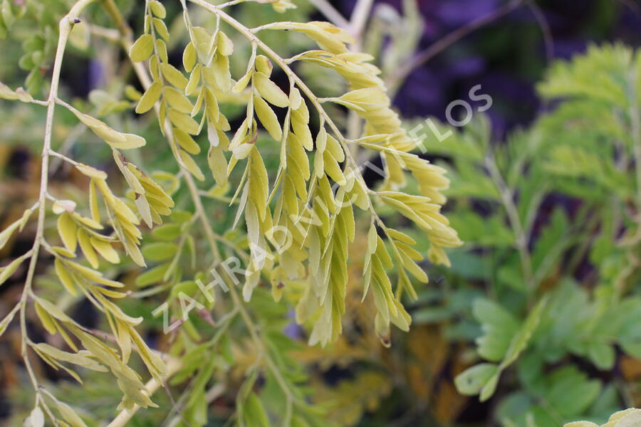 Dřezovec trojtrnný 'Sunburst' - Gleditsia triacanthos 'Sunburst'