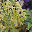 Dřezovec trojtrnný 'Sunburst' - Gleditsia triacanthos 'Sunburst'