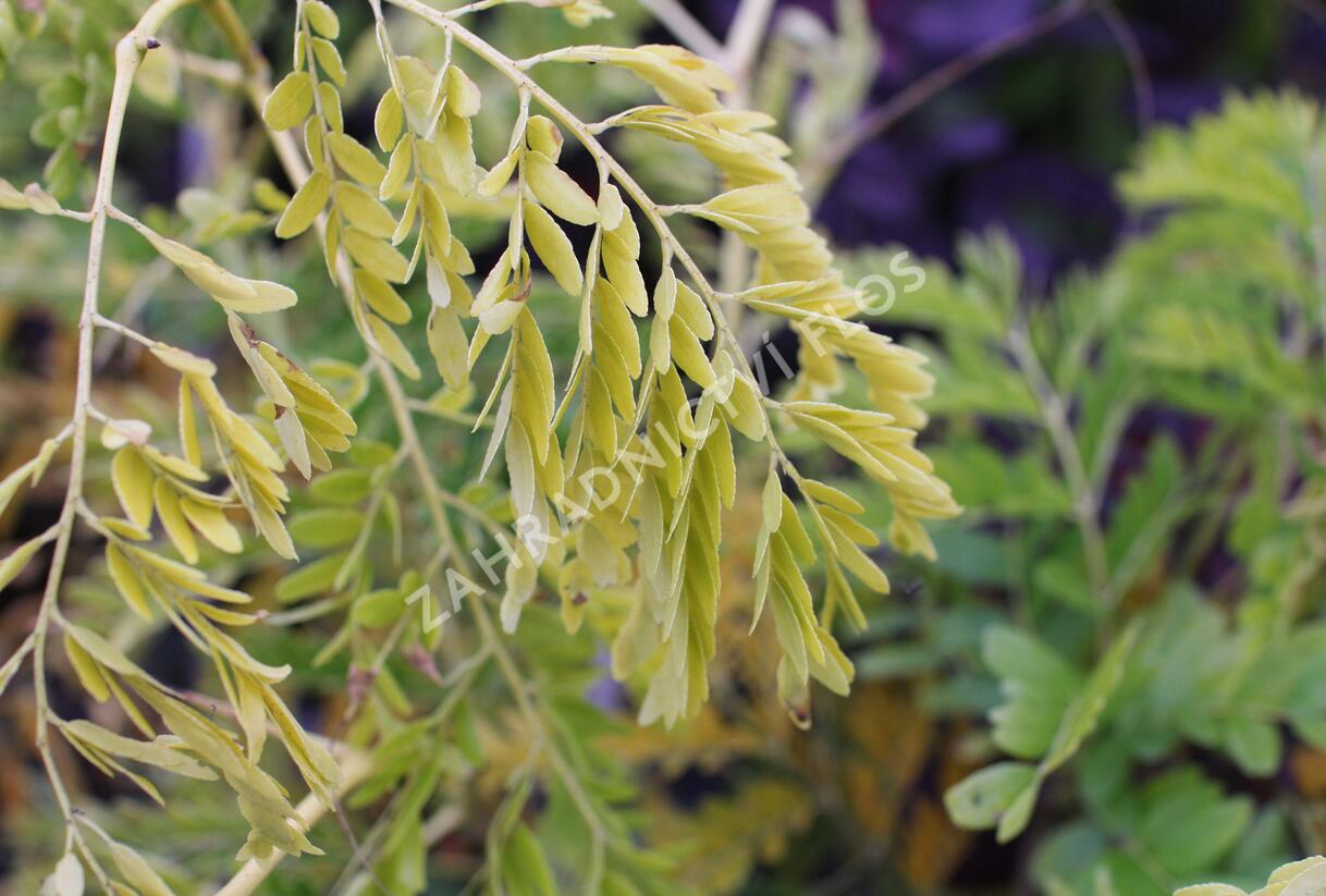 Dřezovec trojtrnný 'Sunburst' - Gleditsia triacanthos 'Sunburst'