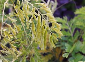 Dřezovec trojtrnný 'Sunburst' - Gleditsia triacanthos 'Sunburst'