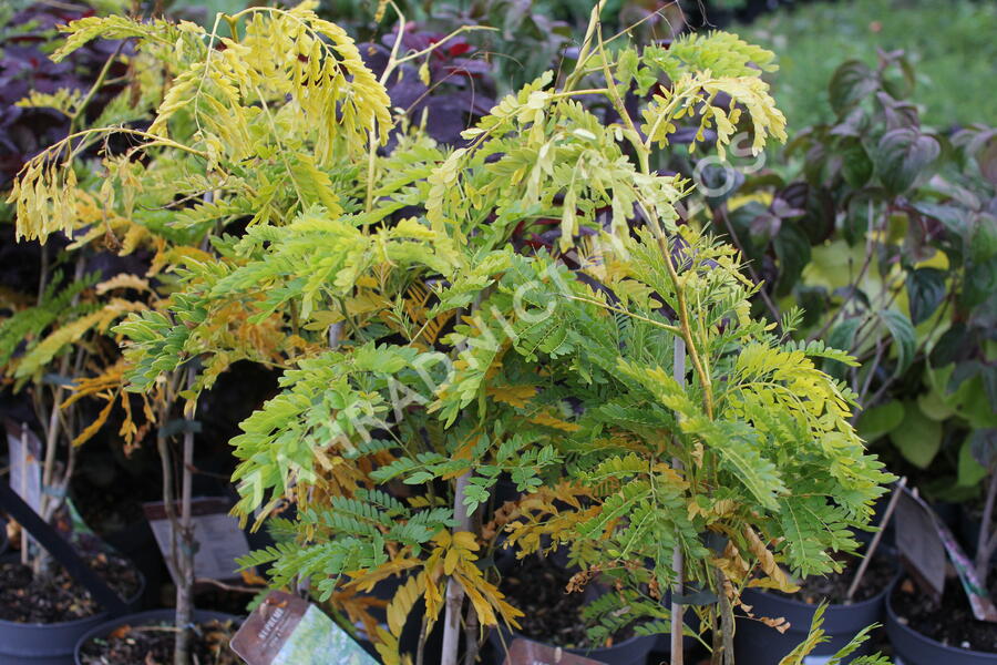 Dřezovec trojtrnný 'Sunburst' - Gleditsia triacanthos 'Sunburst'