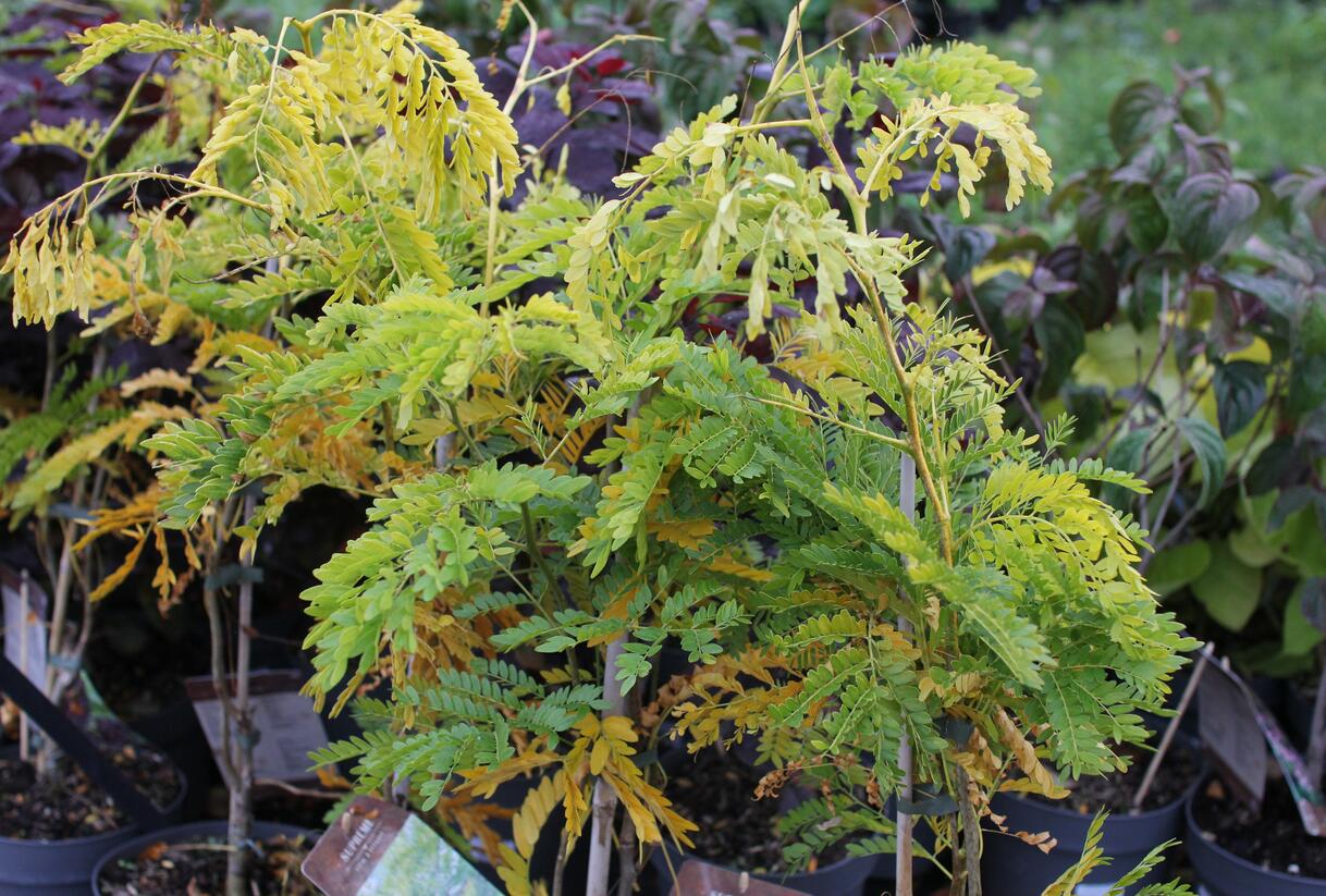 Dřezovec trojtrnný 'Sunburst' - Gleditsia triacanthos 'Sunburst'