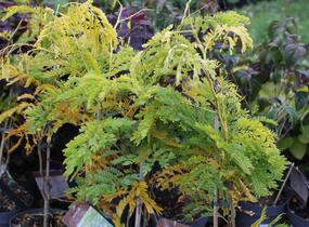 Dřezovec trojtrnný 'Sunburst' - Gleditsia triacanthos 'Sunburst'
